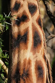 Rothchildi: Rothschild's Giraffe