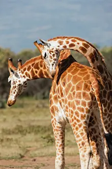Exercise: Rothschild's Giraffe