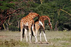 Exercise: Rothschild's Giraffe