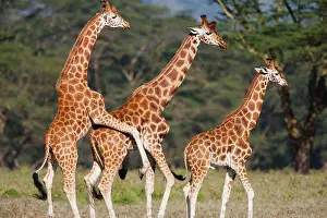 Bonding: Rothschild's Giraffe