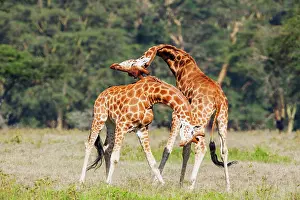 Exercise: Rothschild's Giraffe