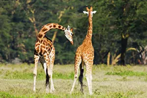 Bending: Rothschild's giraffe