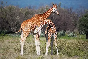 Exercise: Rothschild's Giraffe
