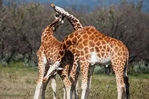 Exercise: Rothschild's Giraffe