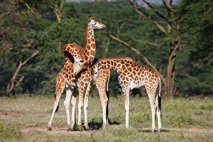 Exercise: Rothschild's Giraffe