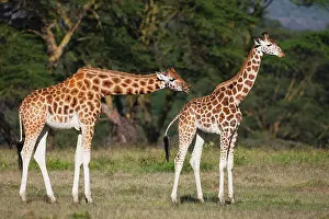 Rothchildi: Rothschild's Giraffe