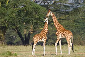 Maternal: Rothschild's Giraffe