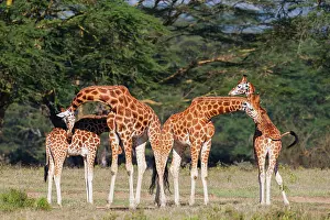 Exercise: Rothschild's Giraffe