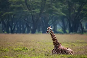 Rothchildi: Rothschild's Giraffe