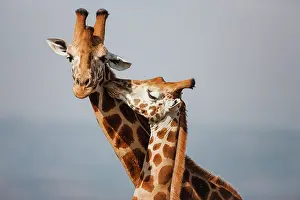 Greeting: Rothschild's Giraffe