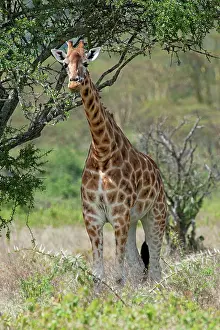 Rothschild: Rothschild's Giraffe - feeding on tree