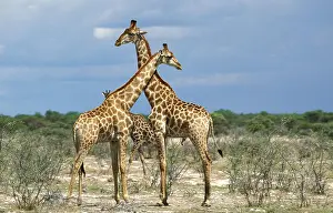 Rothschildi: Rothschild's Giraffe (giraffa camelopardalis rothschildi)