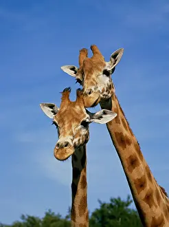 Rothschildi: Rothschild's Giraffe (giraffa camelopardalis rothschildi)