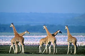 Rothschild: Rothschild's Giraffe Lake Nakuru Kenya Africa