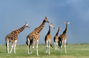 Rothschild: Rothschild's Giraffe Lake Nakuru Kenya Africa