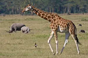 Rothschildi: A Rothschild's Giraffe at Lake Nakuru NP