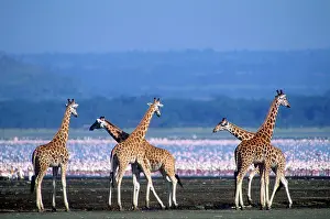 Rothschild: Rothschild's Giraffe and Lesser Flamingos on Lake