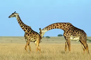 Rituals: Rothschild's Giraffe male giraffe testing female's