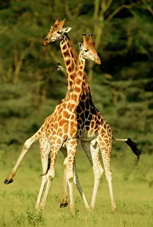 Rothschild: Rothschild's Giraffe - x2