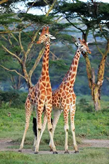 Rothschildi: Rothschild?s Giraffes (Giraffa camelopardalis rothschildi)