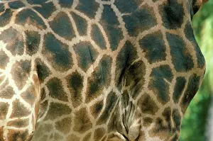 Ugandan: Rothschild's / Ugandan Giraffe -Smale - spot pattern of skin
