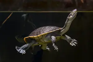 Necked: Roti Island snake-necked turtle (Chelodina mccordi)