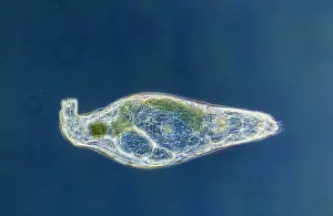 Microscopic: Rotifer (Rotaria rotatoria) a microscopically s