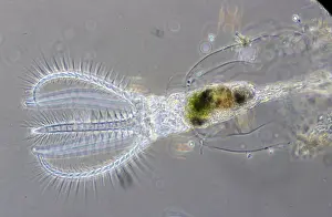 Microscopic: Rotifer (Rotaria rotatoria) a microscopically s