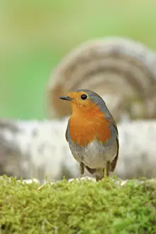 Wilden: Rotkehlchen (Erithacus rubecula) sitzt auf Waldboden