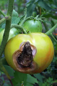 Rotten: Rotten Tomato