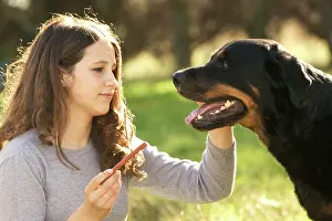Treat: Rotteweiler - being fed treat by girl
