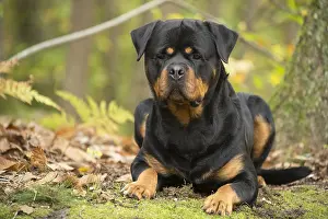 Chien: Rottweiler