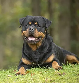 Chien: Rottweiler
