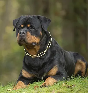 Chien: Rottweiler