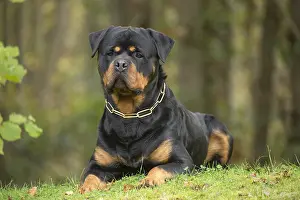 Chien: Rottweiler