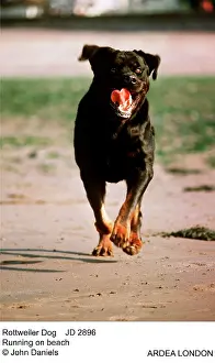 Charging: Rottweiler Dog