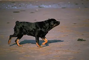Docked: ROTTWEILER DOG - ON BEACH