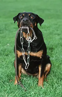 Leads: ROTTWEILER DOG- carrying leash / lead