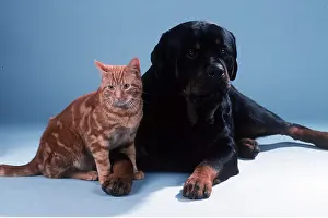 Rottweilers: ROTTWEILER DOG and CAT