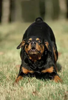 Bowing: Rottweiler Dog - Growling