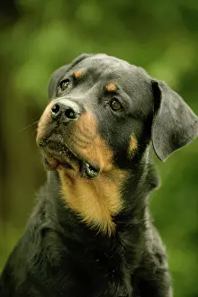 Pricked: Rottweiler DOG - with head tilted