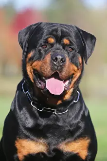 Sticking: Rottweiler dog outdoors