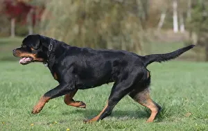 260221: Rottweiler dog outdoors