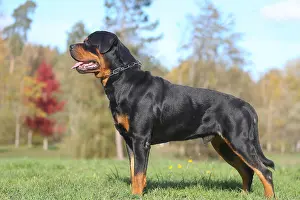 260221: Rottweiler dog outdoors