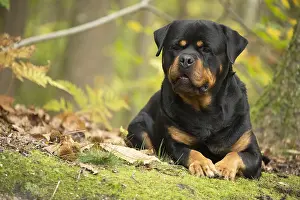 Rottweilers: Rottweiler dog outside