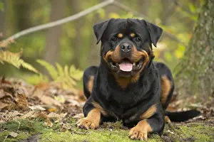 Rottweilers: Rottweiler dog outside