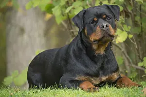 Rottweilers: Rottweiler dog outside