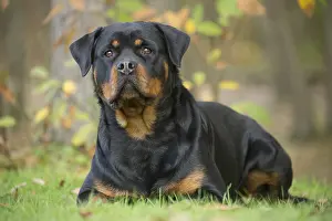 Rottweilers: Rottweiler dog outside