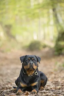 Rottweilers: Rottweiler dog outside