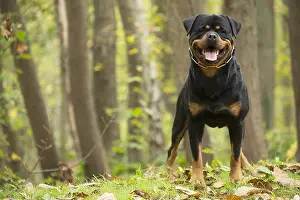 Rottweilers: Rottweiler dog outside